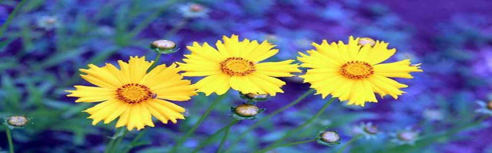 华纳万宝路公司